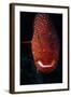 Jewel Grouper, Cephalopholis Miniata-Jeff Rotman-Framed Photographic Print