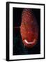 Jewel Grouper, Cephalopholis Miniata-Jeff Rotman-Framed Photographic Print