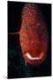 Jewel Grouper, Cephalopholis Miniata-Jeff Rotman-Mounted Photographic Print
