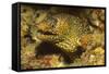 Jewel Moray Eel-Hal Beral-Framed Stretched Canvas