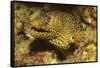 Jewel Moray Eel-Hal Beral-Framed Stretched Canvas