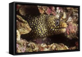 Jewel Moray Eel-Hal Beral-Framed Stretched Canvas