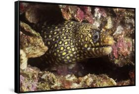 Jewel Moray Eel-Hal Beral-Framed Stretched Canvas