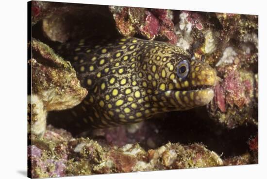 Jewel Moray Eel-Hal Beral-Stretched Canvas