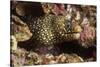 Jewel Moray Eel-Hal Beral-Stretched Canvas