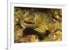 Jewel Moray Eel-Hal Beral-Framed Photographic Print