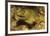 Jewel Moray Eel-Hal Beral-Framed Photographic Print