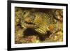 Jewel Moray Eel-Hal Beral-Framed Photographic Print