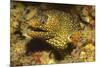 Jewel Moray Eel-Hal Beral-Mounted Photographic Print