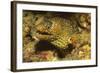 Jewel Moray Eel-Hal Beral-Framed Photographic Print