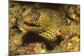 Jewel Moray Eel-Hal Beral-Mounted Photographic Print