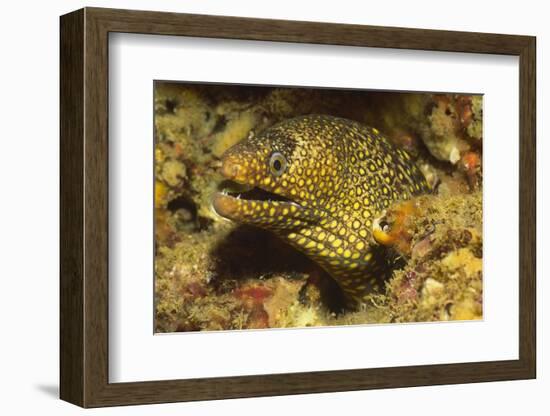 Jewel Moray Eel-Hal Beral-Framed Photographic Print