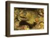 Jewel Moray Eel-Hal Beral-Framed Photographic Print