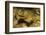 Jewel Moray Eel-Hal Beral-Framed Photographic Print