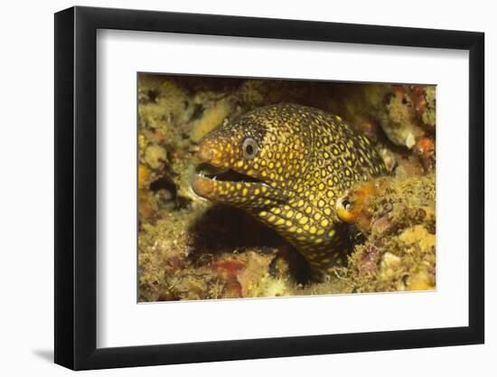 Jewel Moray Eel-Hal Beral-Framed Photographic Print