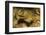 Jewel Moray Eel-Hal Beral-Framed Photographic Print