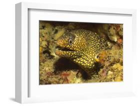 Jewel Moray Eel-Hal Beral-Framed Photographic Print