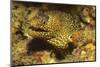 Jewel Moray Eel-Hal Beral-Mounted Photographic Print