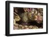 Jewel Moray Eel-Hal Beral-Framed Photographic Print