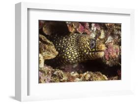 Jewel Moray Eel-Hal Beral-Framed Photographic Print