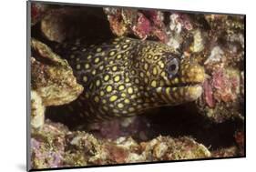 Jewel Moray Eel-Hal Beral-Mounted Photographic Print