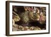 Jewel Moray Eel-Hal Beral-Framed Photographic Print