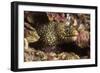 Jewel Moray Eel-Hal Beral-Framed Photographic Print