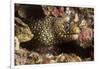 Jewel Moray Eel-Hal Beral-Framed Photographic Print