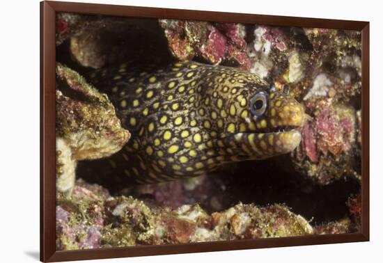 Jewel Moray Eel-Hal Beral-Framed Photographic Print