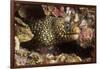 Jewel Moray Eel-Hal Beral-Framed Photographic Print