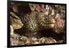 Jewel Moray Eel-Hal Beral-Framed Photographic Print