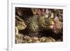 Jewel Moray Eel-Hal Beral-Framed Photographic Print