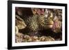 Jewel Moray Eel-Hal Beral-Framed Photographic Print