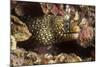 Jewel Moray Eel-Hal Beral-Mounted Photographic Print