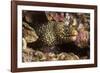 Jewel Moray Eel-Hal Beral-Framed Photographic Print