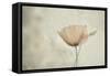 jewel of nature-Gilbert Claes-Framed Stretched Canvas