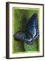 Jewel Tones-Barbara Keith-Framed Giclee Print