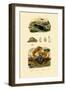 Jewel Wasp, 1833-39-null-Framed Giclee Print