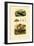 Jewel Wasp, 1833-39-null-Framed Premium Giclee Print