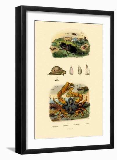 Jewel Wasp, 1833-39-null-Framed Premium Giclee Print