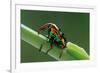 jewel weevil on stem, mexico-claudio contreras-Framed Photographic Print