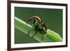 jewel weevil on stem, mexico-claudio contreras-Framed Photographic Print