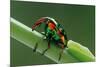 jewel weevil on stem, mexico-claudio contreras-Mounted Photographic Print