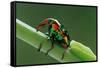 jewel weevil on stem, mexico-claudio contreras-Framed Stretched Canvas