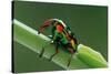 jewel weevil on stem, mexico-claudio contreras-Stretched Canvas