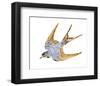 Jeweled Barn Swallow II-Jacob Green-Framed Art Print