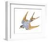 Jeweled Barn Swallow II-Jacob Green-Framed Art Print