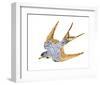 Jeweled Barn Swallow II-Jacob Green-Framed Art Print