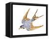 Jeweled Barn Swallow II-Jacob Green-Framed Stretched Canvas