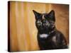 Jeweled Eyes Tortoiseshell Kitten-Jai Johnson-Stretched Canvas